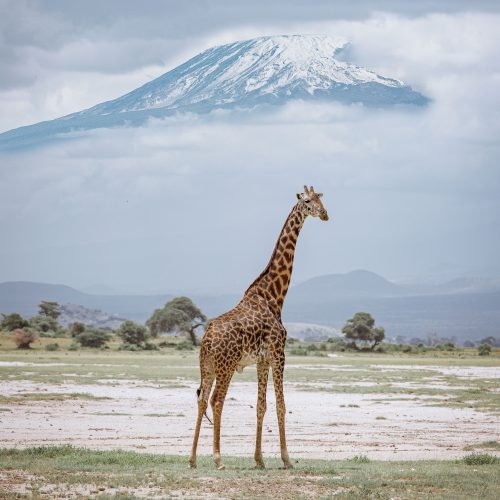 Home Page Kili with Giraffe