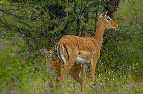 Tanzania`s tourist Attractions named best places to visit in 2023