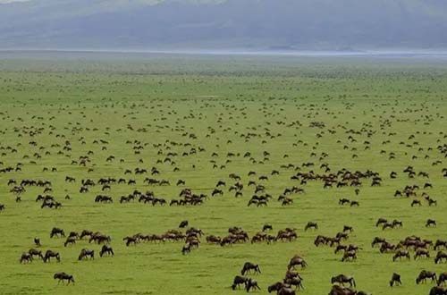 AICC lauds Serengeti National Park, NCA for winning top awards