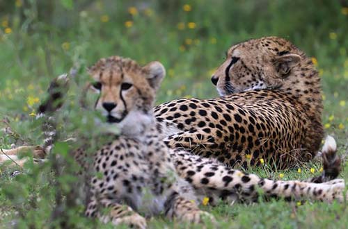 Makuyuni Wildlife Park spices up tourism activities